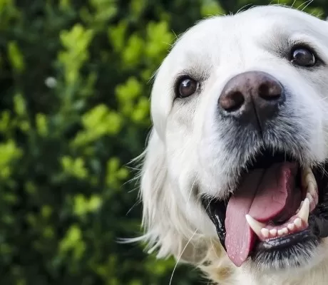 Best Animal Stories for 9 and 10 year Olds